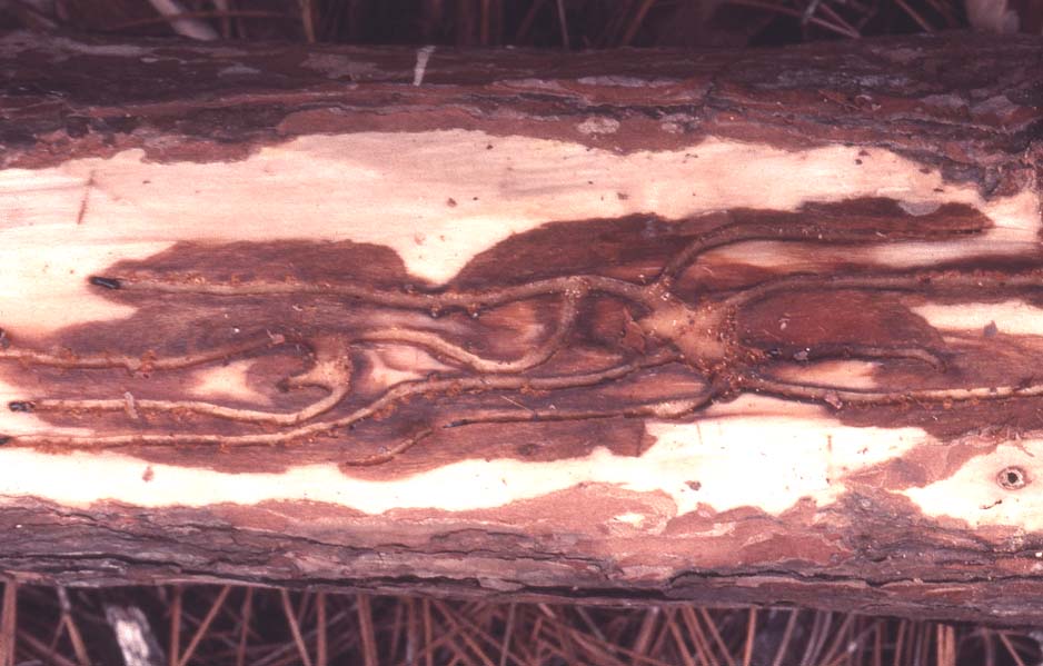 Calligraphus T.H. Atkinson Bark and Ambrosia beetle pages: Home